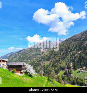 Blühender Kirschbaum neben einer rustikalen Heuscheune auf der Farm Road im Ulten Valley, Südtirol Stockfoto