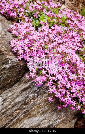 Steinseife, Saponaria ocymoides, Alpenblüte, Südtirol Stockfoto