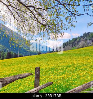 Löwenzahn-Wiesen im Ulten-Tal, Südtirol Stockfoto