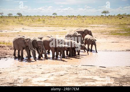 Elefantenherde, die am Wasserloch trinkt, Elefanten unterschiedlichen Alters in der Savanne, Safari im Tsavo-Nationalpark, Kenia, Afrika Stockfoto