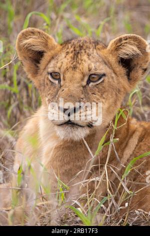 Junger Löwe im Gras der Savanne, Safari in Kenia, Afrika Stockfoto