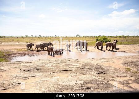 Elefantenherde, die am Wasserloch trinkt, Elefanten unterschiedlichen Alters in der Savanne, Safari im Tsavo-Nationalpark, Kenia, Afrika Stockfoto