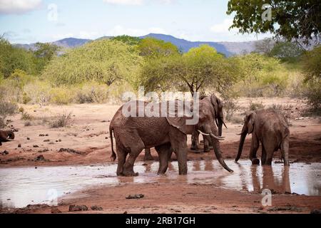 Elefantenherde, die am Wasserloch trinkt, Elefanten unterschiedlichen Alters in der Savanne, Safari im Tsavo-Nationalpark, Kenia, Afrika Stockfoto