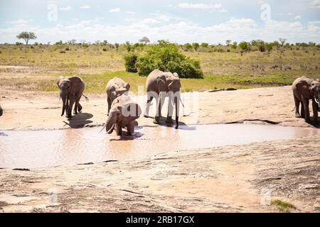 Elefantenherde, die am Wasserloch trinkt, Elefanten unterschiedlichen Alters in der Savanne, Safari im Tsavo-Nationalpark, Kenia, Afrika Stockfoto