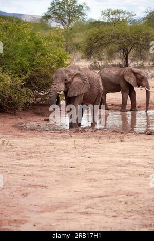 Elefantenherde, die am Wasserloch trinkt, Elefanten unterschiedlichen Alters in der Savanne, Safari im Tsavo-Nationalpark, Kenia, Afrika Stockfoto