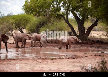 Elefantenherde, die am Wasserloch trinkt, Elefanten unterschiedlichen Alters in der Savanne, Safari im Tsavo-Nationalpark, Kenia, Afrika Stockfoto