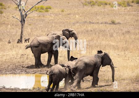 Aufgeregte Elefanten, die wilde Hirsche an einem Wasserloch bekämpfen, auf Safari im Tsavo-Nationalpark, Kenia, Afrika Stockfoto