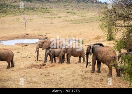 Elefantenherde, die am Wasserloch trinkt, Elefanten unterschiedlichen Alters in der Savanne, Safari im Tsavo-Nationalpark, Kenia, Afrika Stockfoto