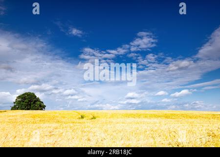 Blick über reife Maisfelder, die im Sommer bis zum Horizont reichen, mit blauem Himmel und Baum am Horizont Stockfoto