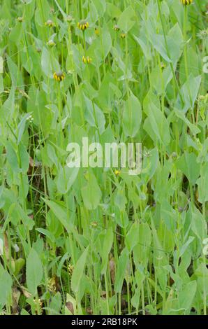 Coneflower, Rudbeckia amplexicaulis Stockfoto