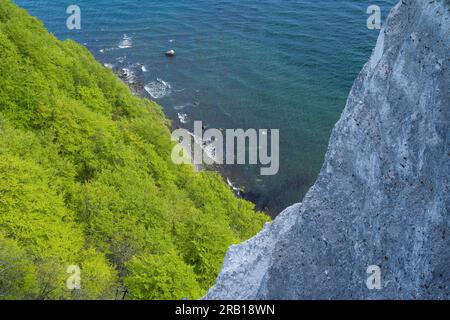 Kreidefelsen am Königsstuhl, Kupferbuchenwald im Frühlingsgrün, Meerblick, Jasmund-Nationalpark, Insel Rügen, Deutschland, Mecklenburg-Vorpommern Stockfoto