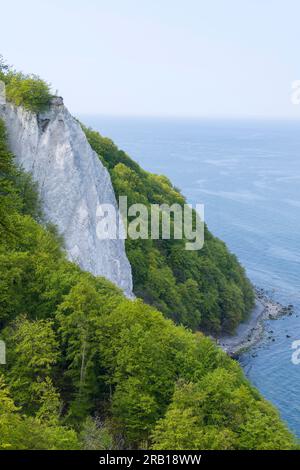 Königsstuhl, Kreidefelsen und Frühlingsbuchenwald, Meerblick, Jasmund Nationalpark, Insel Rügen, Deutschland, Mecklenburg-Vorpommern Stockfoto