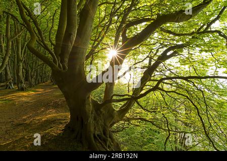 Vom Wind geformte Buchenbäume im Märchenwald, Abendsonne, Küstenwald auf der Halbinsel Wittow im Frühling, Insel Rügen, Deutschland, Mecklenburg-Vorpommern Stockfoto