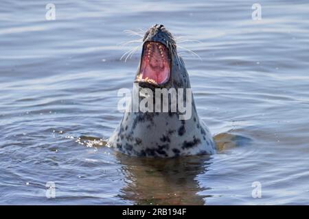 Deutschland, Nordsee, Helgoland, Seehund, graue Seehunde, Halichoerus grypus Stockfoto