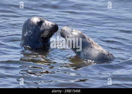 Deutschland, Nordsee, Helgoland, Robben, Graurobben, Halichoerus grypus Stockfoto