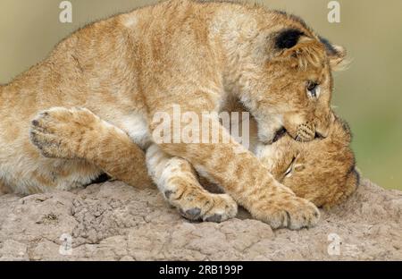 Zwei junge Löwen (Panthera leo) spielen auf einem Termitenhügel, dem Maasai Mara Wildlife Sanctuary, Kenia. Stockfoto