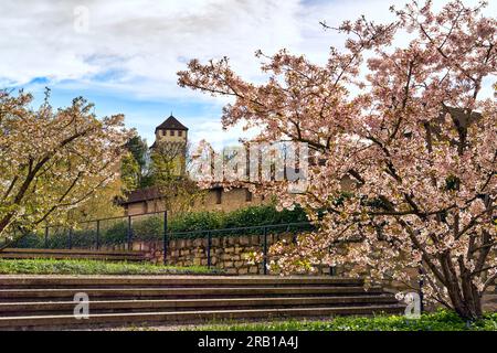 Die Stadtmauer mit St. Albangate in Basel, umgeben von blühenden Kirschbäumen Stockfoto