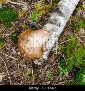 Birkenpolypore (Piptoporus betulinus) direkt am Baumstamm, Oberseite leicht gekrümmt, medizinischer Pilz, hat eine entzündungshemmende Wirkung und wächst nur an Birkenbäumen Stockfoto