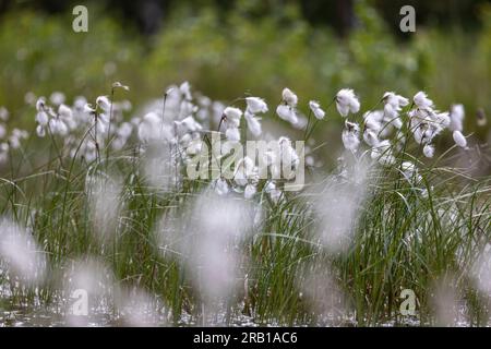 Nahaufnahmen von Baumwoll-Grasstand im Tister Farm Moor Stockfoto