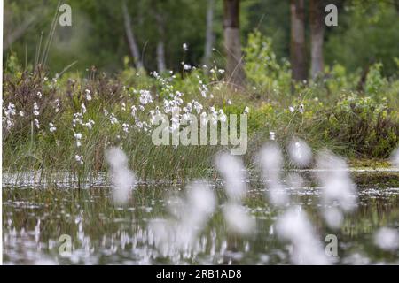 Nahaufnahmen von Baumwoll-Grasstand im Tister Farm Moor Stockfoto