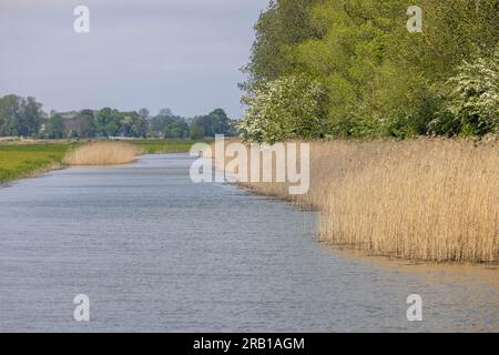 Der Kanalisationskanal in Budjadingen mit Schilf und grünen Wiesen Stockfoto