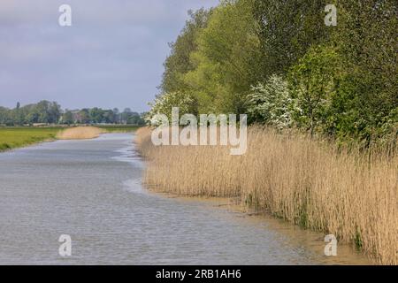 Der Kanalisationskanal in Budjadingen mit Schilf und grünen Wiesen Stockfoto