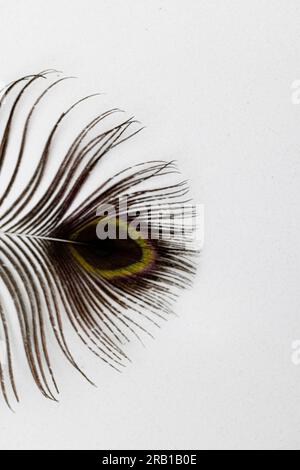 Teil einer Pfauenfeder auf weißem Hintergrund Stockfoto