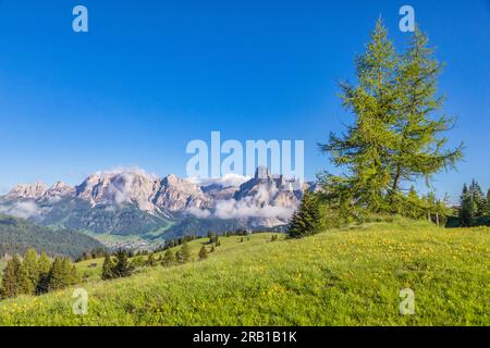 Italien, Südtirol, Provinz Bozen, Badia-Tal, die grünen Blumenwiesen von Incisa und Pralongià im Frühjahr, im Hintergrund die Sassongher und die Gardena-Dolomiten Stockfoto