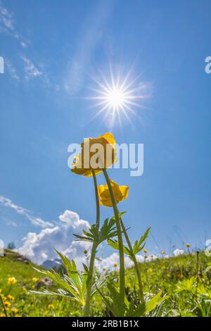 Italien, Venetien, Provine of Belluno, Auronzo di Cadore, Maraia alm, Trollius europaeus, Globeblume in Blüte Stockfoto