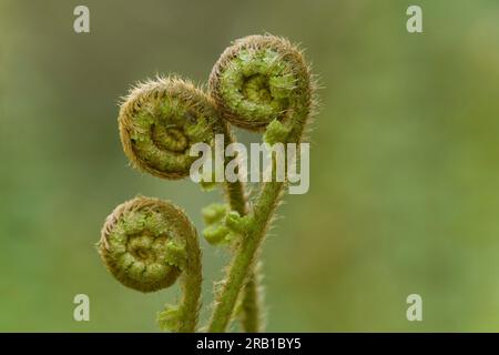 Das Entfalten junger Farnpflanzen, echter Wurmfarn, Frühling, Naturpark Pfälzerwald, Biosphärenreservat Pfälzerwald-Nordvogesen, Rheinland-Pfalz, Deutschland Stockfoto