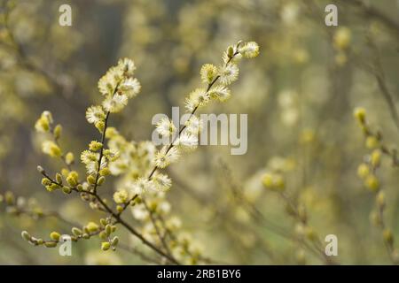 Blühende Weidenkatkins auf einer Ziegenweide, Frühling, Naturpark Pfälzerwald, Biosphärenreservat Pfälzerwald-Nordvogesen, Deutschland, Rheinland-Pfalz Stockfoto