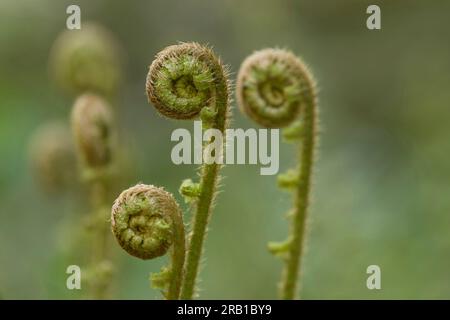 Das Entfalten junger Farnpflanzen, echter Wurmfarn, Frühling, Naturpark Pfälzerwald, Biosphärenreservat Pfälzerwald-Nordvogesen, Rheinland-Pfalz, Deutschland Stockfoto