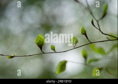 Junge sich entfaltende Blätter der Kupferbuche im Frühling, Naturpark Pfälzerwald, Biosphärenreservat Pfälzerwald-Nordvogesen, Rheinland-Pfalz Stockfoto