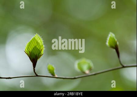 Junge sich entfaltende Blätter der Kupferbuche im Frühling, Naturpark Pfälzerwald, Biosphärenreservat Pfälzerwald-Nordvogesen, Rheinland-Pfalz Stockfoto