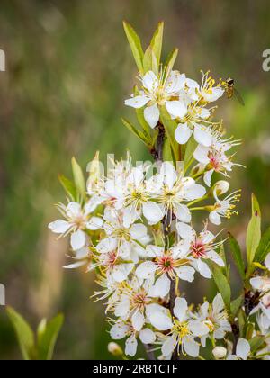 Sandkirschblumen an einem Lake Superior-Strand im oberen Teil von Wisconsin, USA Stockfoto