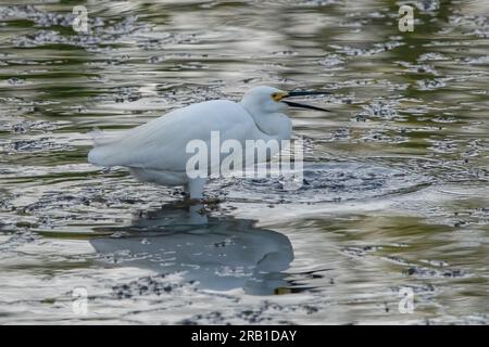 Ein verschneiter Reiher mit kleinen Fischen zwischen Schnabel, während Sie in der Flussmündung in Portmouth, New Hampshire, jagen. Stockfoto