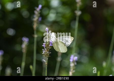 Klein, weiß, Pieris rapae, weißer und gelber Schmetterling, hoch oben auf einem lavendelfarbenen Stiel Stockfoto