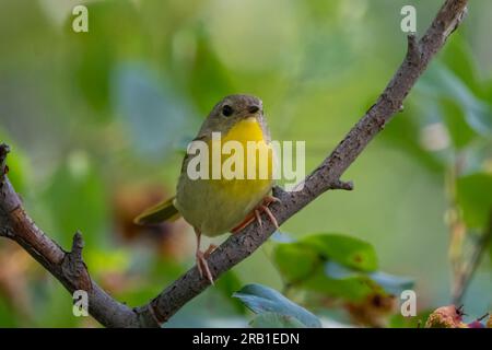 Weibliche Gelbhalsmuschel, die sich auf einem Ast vor grünem Hintergrund befindet, mit deutlich gelbem Hals. Stockfoto
