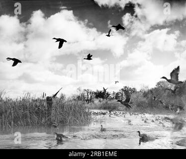 Vereinigte Staaten: ca. 1950 Ein Entenjäger, der blind steht und auf eine Herde Enten zielt. Stockfoto