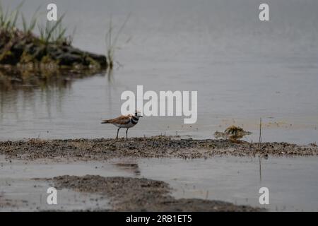 Killdeer in der Salzebene auf Plum Island im Parker River National Wildlife Refuge, seitlicher Blick auf Vögel, Vögel im Lebensraum. Stockfoto