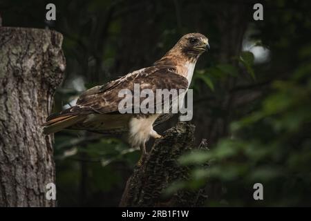 Rotschwanzfalke hoch oben auf einem gebrochenen Baum, seitlicher Blick auf den Vogel, voller Vogel sichtbar. Stockfoto