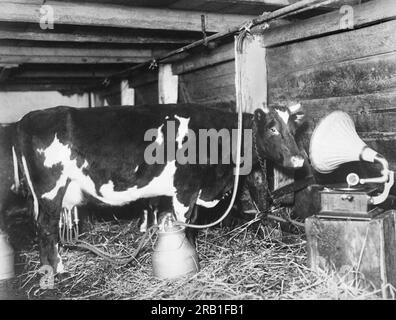 Deutschland: c. 1927 Milchkühe, die während der Melkzeit in Deutschland gesungen werden, liefern 10 % mehr Milch, so dass diese Kuh einen eigenen Plattenspieler hat. Stockfoto