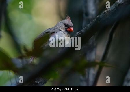 Weiblicher Kardinal im Norden auf dem Ast des Baumes, mit Blick auf den rechten Rahmen, leicht verdeckt, in untergehender Sonne. Stockfoto