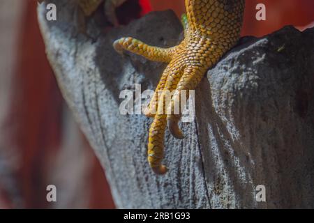 Nahaufnahme Reptilienpfote, Eidechsenglied mit Krallen auf einem hölzernen Hintergrund, Warane oder Geckopfote mit Krallen auf einem Ast, Leguanpfote Stockfoto