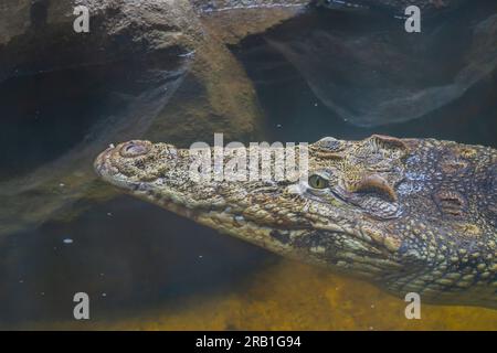 Ein kubanisches Krokodil Crocodylus Rhombifer ist eine kleine Krokodilart, die in Kuba endemisch ist. Krokodilkopf aus nächster Nähe. Krokodile schwimmen im Wasser - Kopf hoch Stockfoto