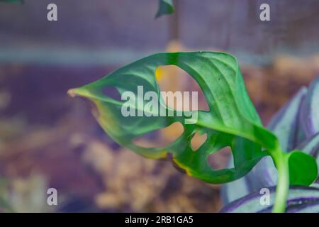 Nahaufnahme der Natur mit grünen Blättern und Palmen im Hintergrund. Flach liegend, tropisches Blatt Stockfoto