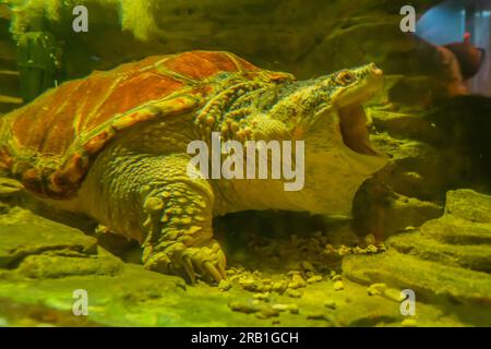 Nahaufnahme einer gewöhnlichen Schnappschildkröte. Eine Schildkröte unter Wasser mit offenem Mund Stockfoto