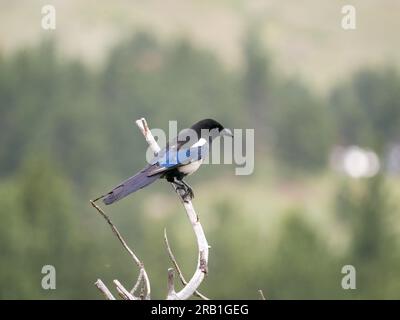 Schwarz-billed Magpie Pica hudsonia Stockfoto