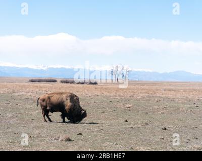 American Bison auf einem Feld in Rocky Mountain Arsenal in Colorado Stockfoto