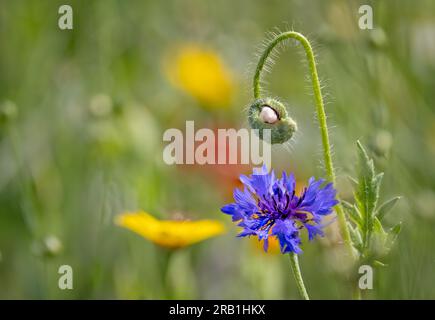 Nahaufnahme einer einzelnen blauen Wildkornblume auf einer wilden Blumenwiese mit diffusem grünen und gelben Hintergrund Stockfoto